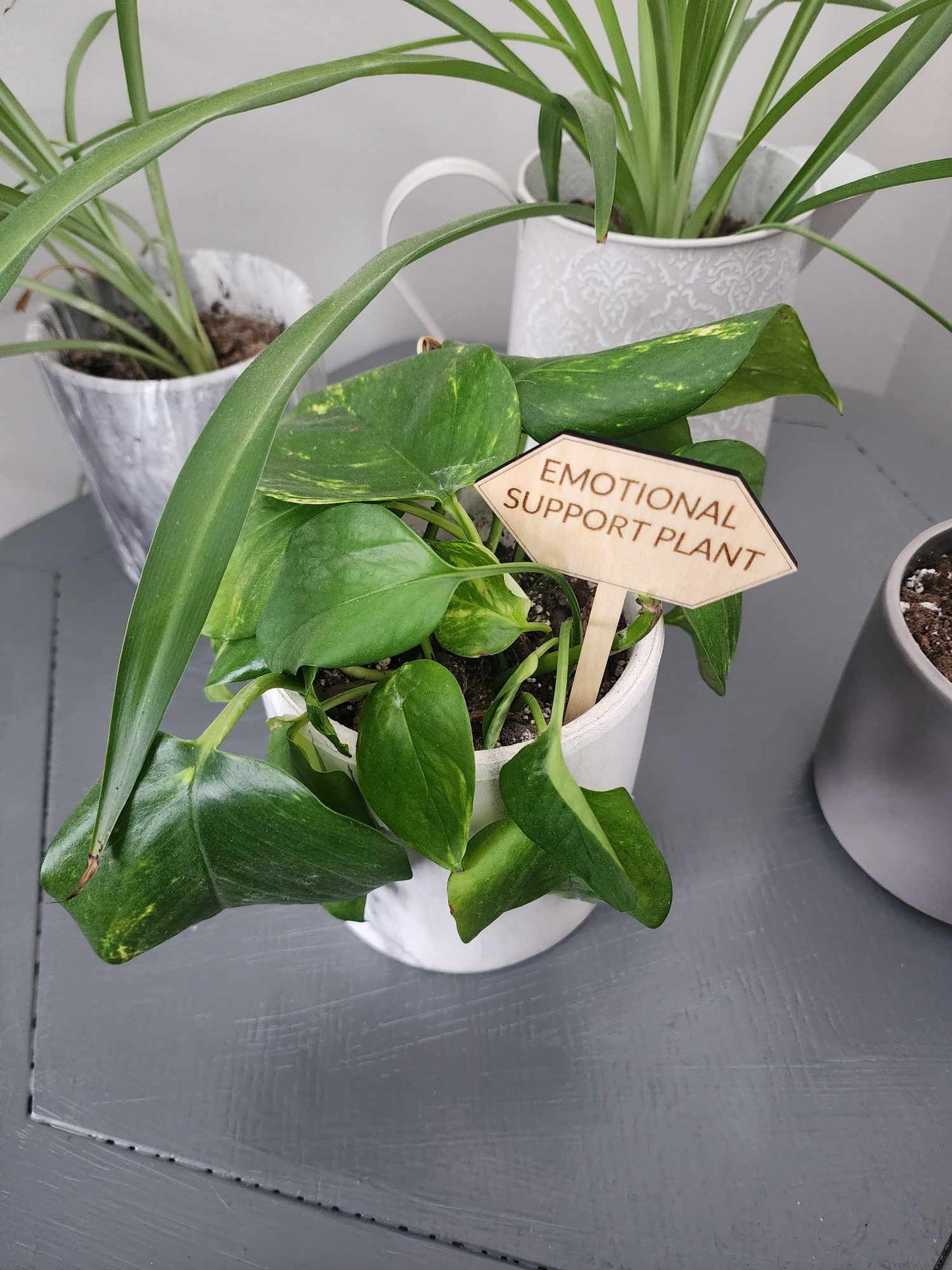 Punny Plant Stakes/Funny Plant Markers/Plant Stakes/Garden Stakes/Flower Pot Stakes/Plant signs